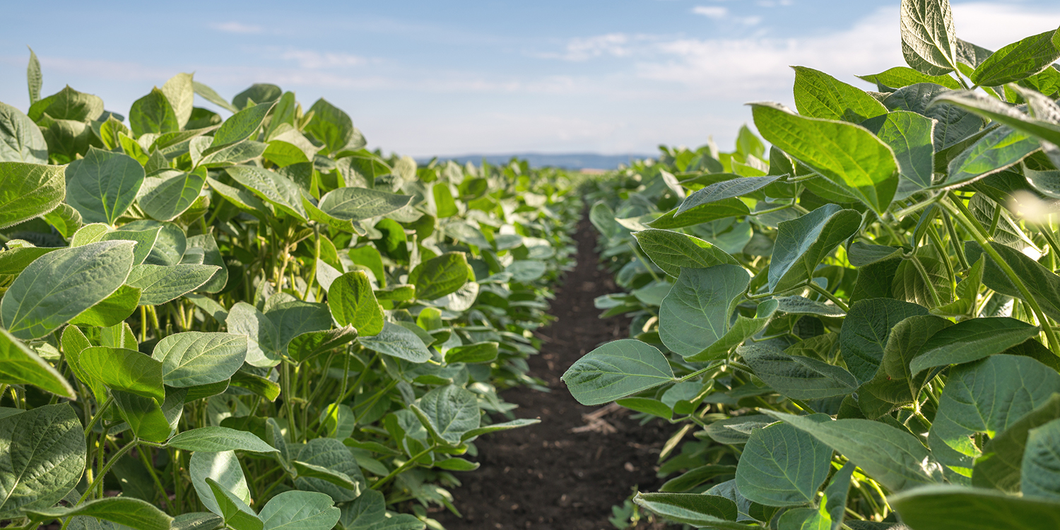 A row of soybeans in a field