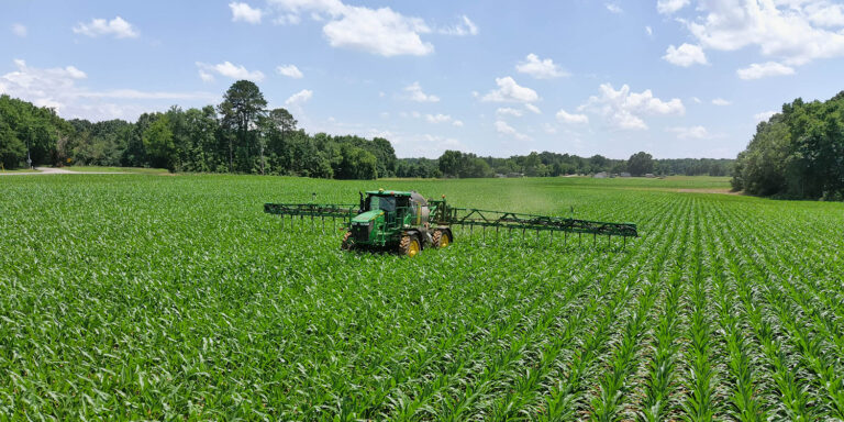 Tractor applying nitrogen in tall corn