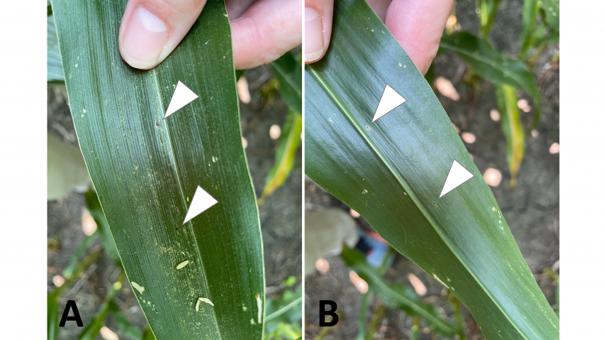 small black tar spot legions on corn leaf