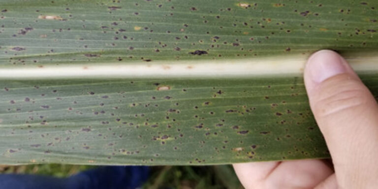 Signs of tar spot on a leaf of corn